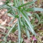 Linaria maroccana Leaf