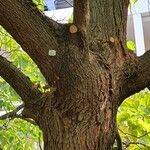 Catalpa ovata বাকল