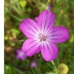 Agrostemma githago Flower