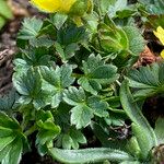 Potentilla brauneana Blad