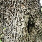Pyrus cordata Casca