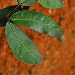 Julbernardia pellegriniana Hoja
