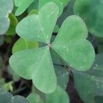 Oxalis latifolia पत्ता