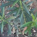 Nerium oleander Folha