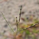 Digitaria ischaemum Fruit