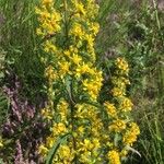 Solidago virgaureaফুল