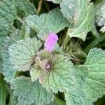 Lamium purpureum Virág