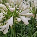 Agapanthus africanus പുഷ്പം