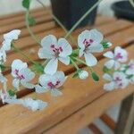 Pelargonium echinatum Flor