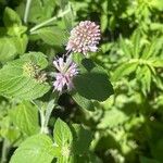 Mentha aquatica 花