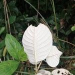 Mussaenda erythrophylla Листок