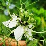 Nigella sativa Λουλούδι