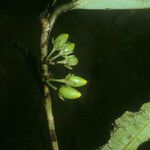 Erythroxylum macrophyllum Fruit