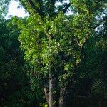 Swietenia macrophylla عادت