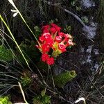 Crassula coccinea Flor