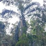 Dypsis malcomberi Otro