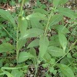 Centaurea decipiens Hoja