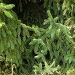 Picea abies পাতা