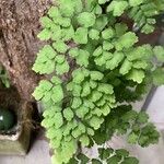 Adiantum capillus-veneris Folha