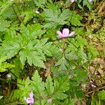 Geranium palmatum Лист