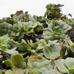 Aeonium nobile Habit