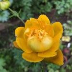 Trollius chinensisKvet