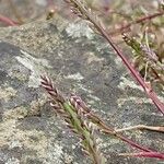 Catapodium marinum Leaf