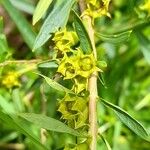 Heimia salicifolia Otro