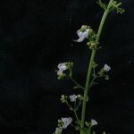 Isodon scrophularioides Hábito