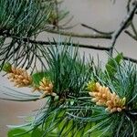 Pinus cembra 形态