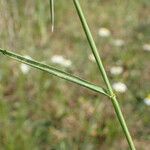Aegilops ventricosa Likasa