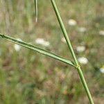 Aegilops ventricosa Fulla