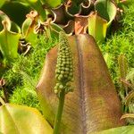 Nepenthes truncata Frukt