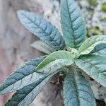 Buddleja globosa पत्ता