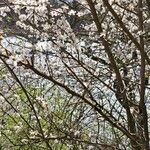 Prunus spinosa Coajă