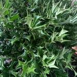 Ilex cornuta Blatt