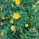 Hypericum patulumFiore