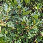 Shepherdia canadensis List