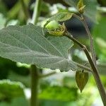 Physalis viscosa Blatt