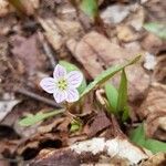 Claytonia caroliniana 花