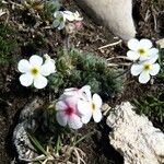 Androsace villosa Kwiat