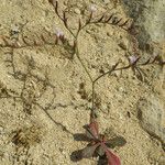 Limonium avei Habitus