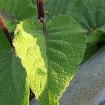 Verbascum nigrum Blatt