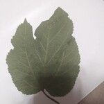 Morus alba Leaf