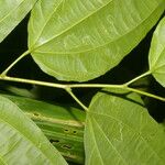 Cleidion castaneifolium Leaf