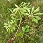 Cecropia peltata Leaf