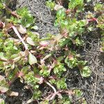 Lythrum borysthenicum Habit