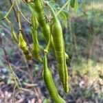 Senna pendula Fruit