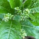 Mercurialis perennis Flower