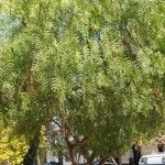 Schinus molle 形態